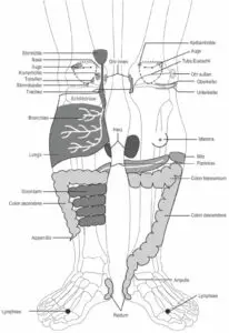Reflexzonen der Organe wie beim Siener´schen Somatotop